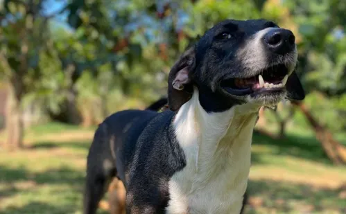 
          Imagem ilustrativa da imagem Sinais de que seu pet está perdendo a visão
          