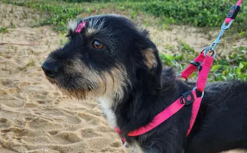 
          Imagem ilustrativa da imagem Sinais de que seu pet está perdendo a visão
          