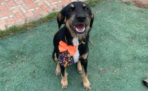 
          Imagem ilustrativa da imagem Sinais de que seu pet está perdendo a visão
          