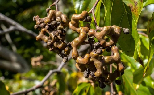 
          Imagem ilustrativa da imagem Sobra virando sabor
          