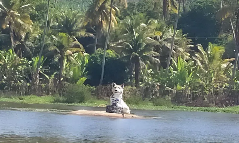 Imagem ilustrativa da imagem Adolescente de 14 anos é morta a tiros por outro menor em Lagoa dos Gatos