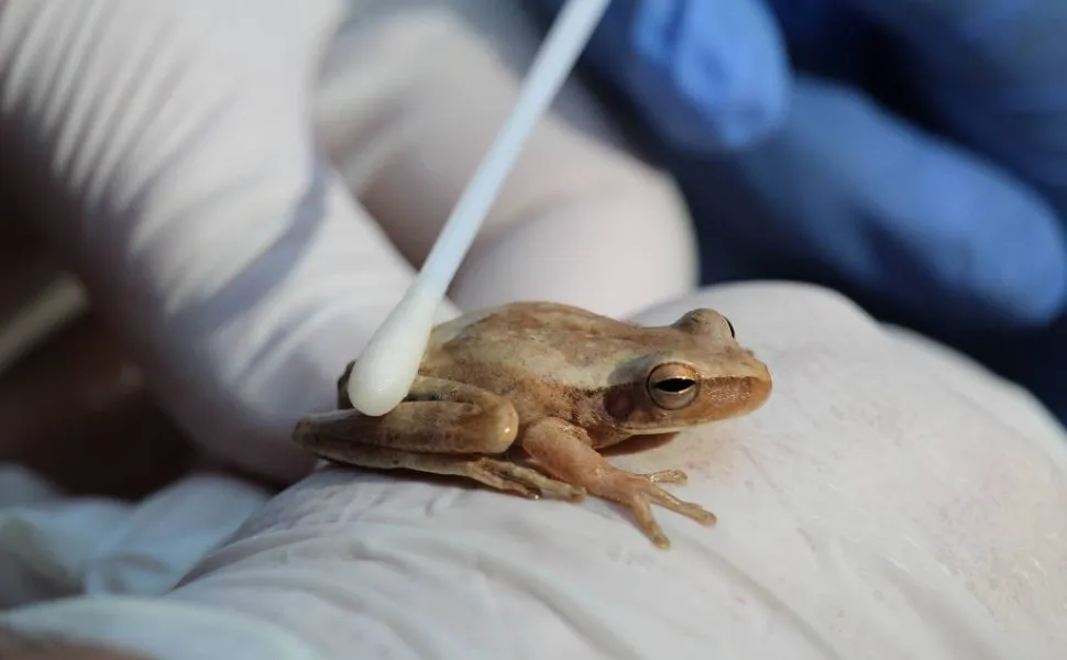 Imagem ilustrativa da imagem Cientistas registram no Ceará fungo que sufoca sapos, rãs e pererecas até a morte