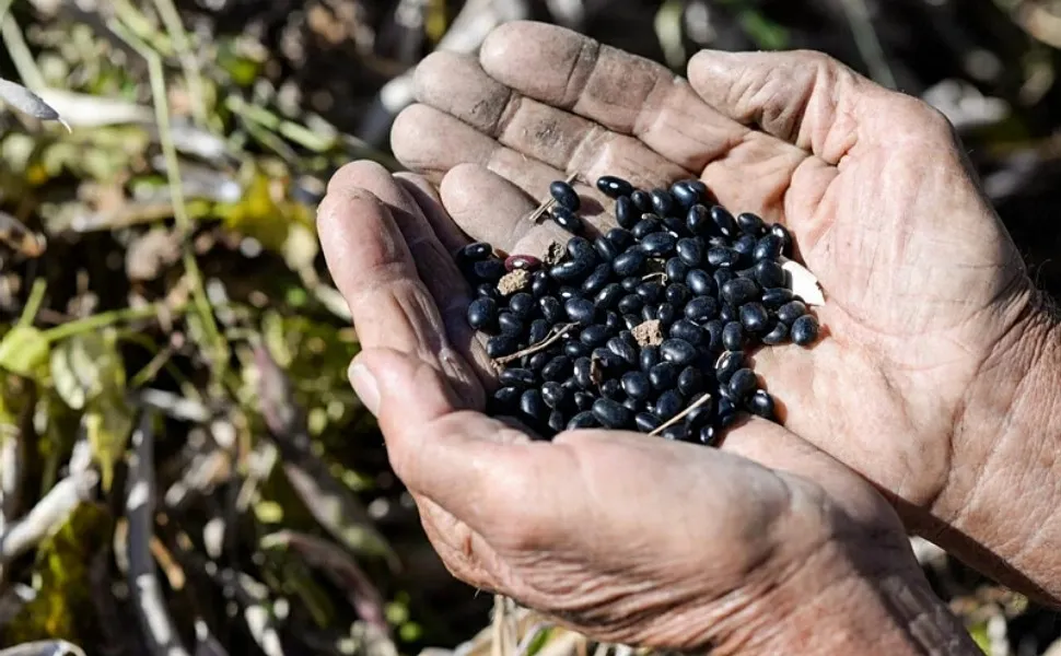 Imagem ilustrativa da imagem Cresce produção de arroz e feijão no ES