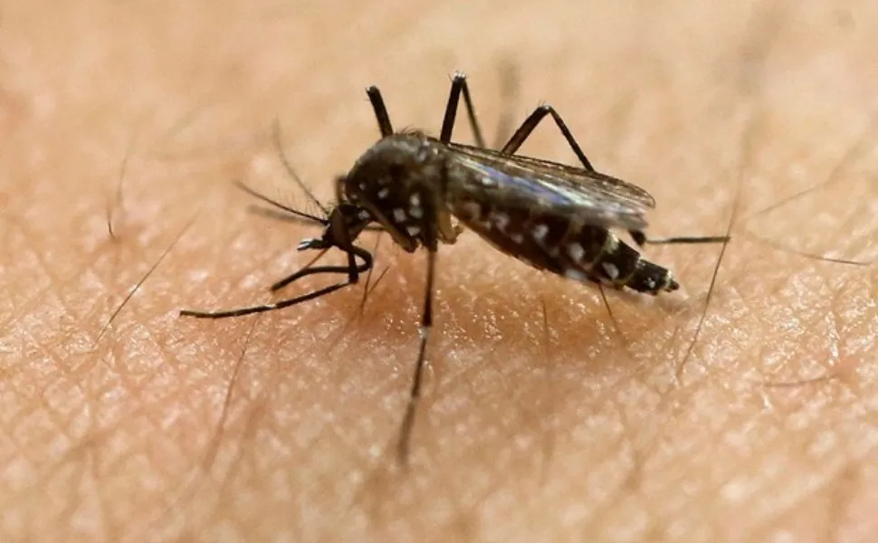 Imagem ilustrativa da imagem Número de casos confirmados de dengue pode aumentar no ES