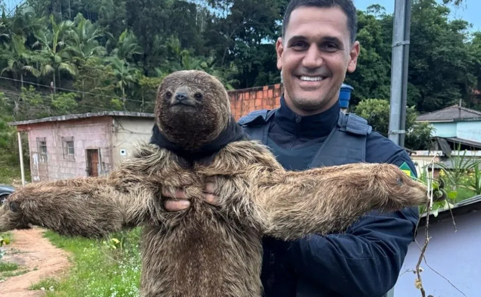 Imagem ilustrativa da imagem VÍDEO | Bicho-preguiça é resgatado às margens de rodovia no ES