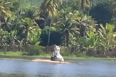 Imagem ilustrativa da imagem Adolescente de 14 anos é morta a tiros por outro menor em Lagoa dos Gatos