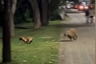 Imagem ilustrativa da imagem Amizade pet: Vídeo de capivara e cachorro brincando em Colatina viraliza na web