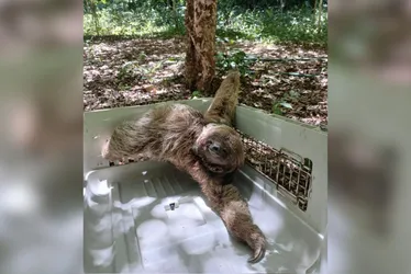 Imagem ilustrativa da imagem Bicho-Preguiça é resgatado dentro de casa em Vila Velha
