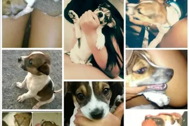 Imagem ilustrativa da imagem Brad, cachorrinho de 10 anos, morre de descarga elétrica em praça de Olinda