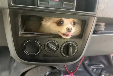 Imagem ilustrativa da imagem Cachorro é resgatado pelos bombeiros após ficar preso em painel de carro em Goiás