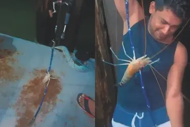 Imagem ilustrativa da imagem Camarão azul gigante, comum na Austrália, assusta pescadores no Brasil
