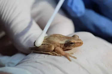 Imagem ilustrativa da imagem Cientistas registram no Ceará fungo que sufoca sapos, rãs e pererecas até a morte