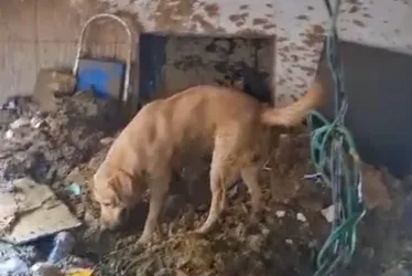 Imagem ilustrativa da imagem Confira momento exato em que cães farejadores encontram corpo em deslizamento