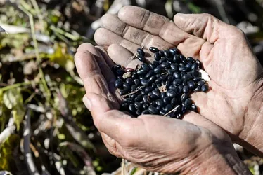 Imagem ilustrativa da imagem Cresce produção de arroz e feijão no ES