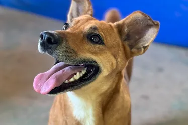 Imagem ilustrativa da imagem ES lança segunda etapa do Programa Pet Vida, que visa o bem-estar animal