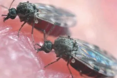 Imagem ilustrativa da imagem ES tem 6.424 casos confirmados de febre do mosquito e investiga 3 mortes