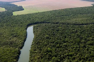 Imagem ilustrativa da imagem Governador do MT veta PL que convertia terras da Amazônia em Cerrado e possibilitava desmatamento