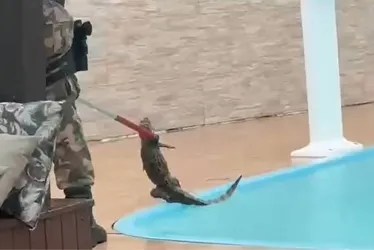 Imagem ilustrativa da imagem Jacaré é encontrado em piscina após fortes chuvas em Florianópolis