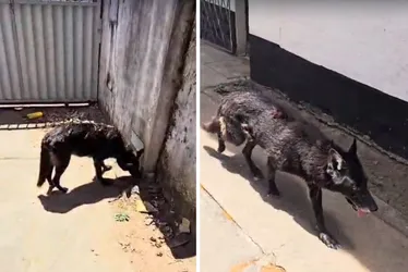 Imagem ilustrativa da imagem Morador de Jardim da Penha é preso por maus-tratos a animais
