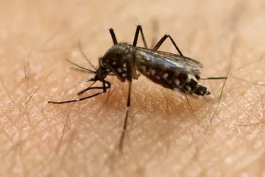 Imagem ilustrativa da imagem Número de casos confirmados de dengue pode aumentar no ES