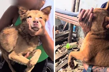 Imagem ilustrativa da imagem Polícia resgata 21 animais em situação de maus-tratos em ferro-velho na Serra