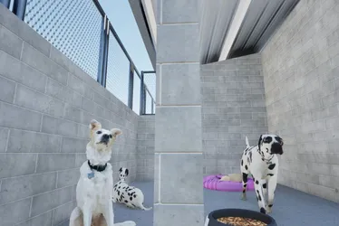 Imagem ilustrativa da imagem Projeto de Bem-Estar Animal vai abrigar 300 cães e gatos em presídio de Viana