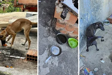 Imagem ilustrativa da imagem Quatro cães são resgatados e homem é preso por maus-tratos em Vitória