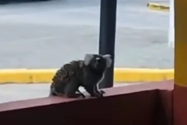 Imagem ilustrativa da imagem Sagui ataca idoso na mesma cidade onde mulher  foi atacada e teve raiva humana