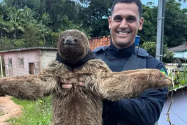 Imagem ilustrativa da imagem VÍDEO | Bicho-preguiça é resgatado às margens de rodovia no ES