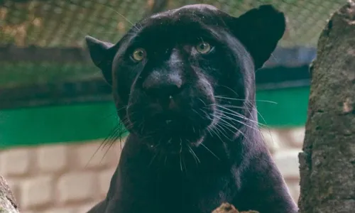 
          Imagem ilustrativa da imagem A jornada de Pelé: onça-pintada do Parque Dois Irmãos começa nova fase de adaptação
          