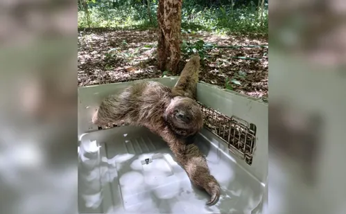 
          Imagem ilustrativa da imagem Bicho-Preguiça é resgatado dentro de casa em Vila Velha
          