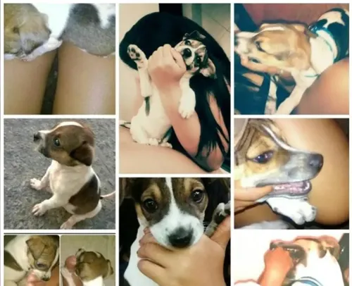 
          Imagem ilustrativa da imagem Brad, cachorrinho de 10 anos, morre de descarga elétrica em praça de Olinda
          