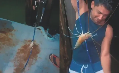 
          Imagem ilustrativa da imagem Camarão azul gigante, comum na Austrália, assusta pescadores no Brasil
          