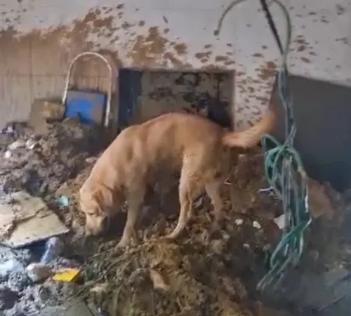 
          Imagem ilustrativa da imagem Confira momento exato em que cães farejadores encontram corpo em deslizamento
          