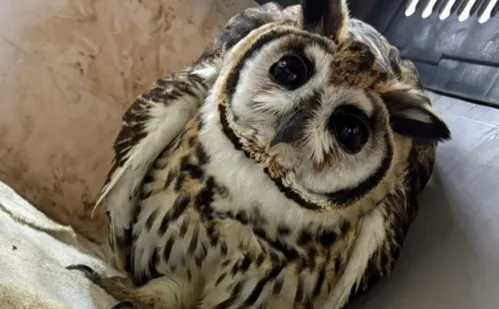 
          Imagem ilustrativa da imagem Coruja-orelhuda é resgatada em Cariacica
          