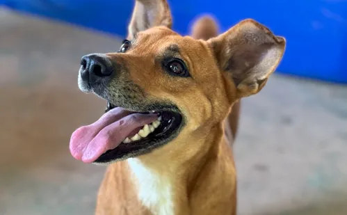 
          Imagem ilustrativa da imagem ES lança segunda etapa do Programa Pet Vida, que visa o bem-estar animal
          