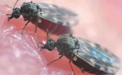 
          Imagem ilustrativa da imagem ES tem 6.424 casos confirmados de febre do mosquito e investiga 3 mortes
          