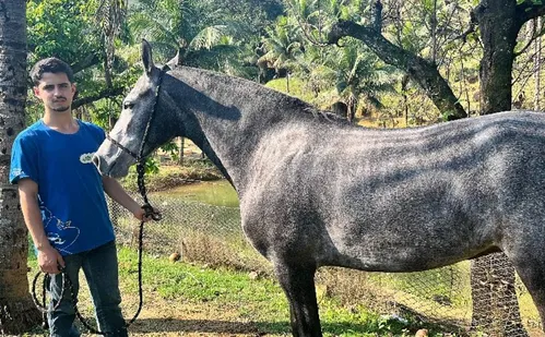 
          Imagem ilustrativa da imagem Égua que vale R$ 500 mil tem até personal trainer
          