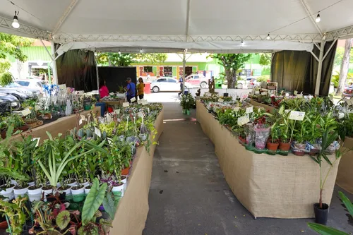 
          Imagem ilustrativa da imagem Feira de Flores de Holambra movimenta a Imbiribeira com mais de 200 espécies
          