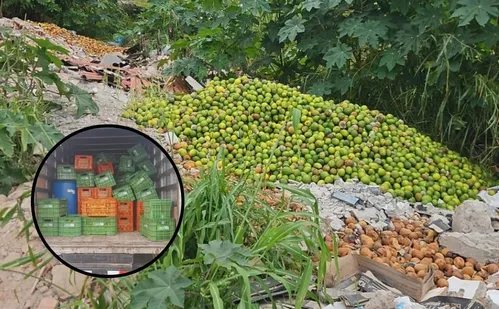 
          Imagem ilustrativa da imagem Foragido da Justiça é preso ao fazer descarte irregular de limão em Vila Velha
          