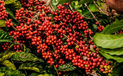 
          Imagem ilustrativa da imagem Exigências regulatórias da UE podem embarreirar pequenos cafeicultores
          