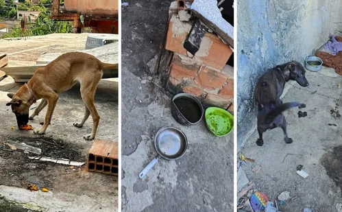 
          Imagem ilustrativa da imagem Quatro cães são resgatados e homem é preso por maus-tratos em Vitória
          