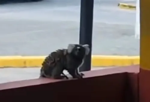 
          Imagem ilustrativa da imagem Sagui ataca idoso na mesma cidade onde mulher  foi atacada e teve raiva humana
          