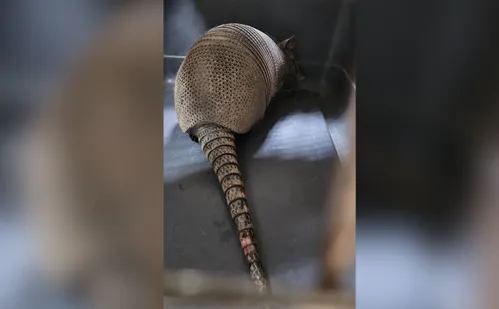 
          Imagem ilustrativa da imagem Tatu é resgatado em estacionamento de Shopping de Vila Velha
          