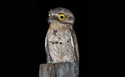 
          Imagem ilustrativa da imagem Urutau é flagrada se camuflando com filhote na Região Serrana do ES. Veja vídeo
          