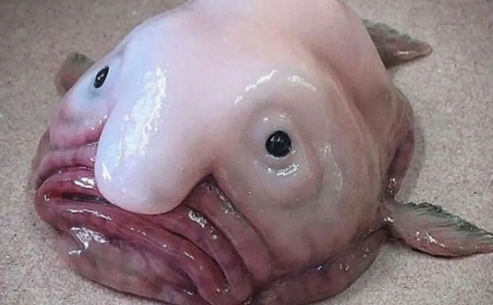 Imagem ilustrativa da imagem 'Animal mais feio do mundo' é eleito peixe do ano na Nova Zelândia