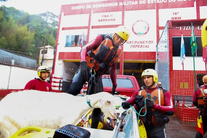 Imagem ilustrativa da imagem Bombeiros resgatam cabra presa em porta-malas em Petrópolis; veja fotos e vídeo