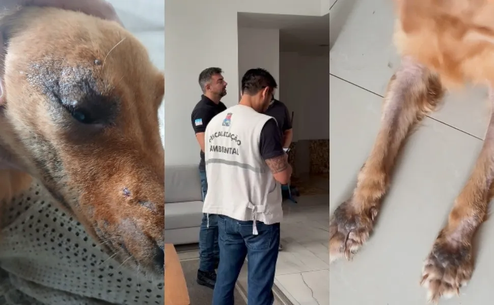 Imagem ilustrativa da imagem Cachorro em situação de maus-tratos é resgatado em apartamento de Vila Velha