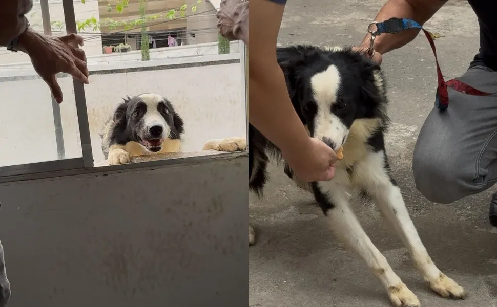 Imagem ilustrativa da imagem Cão da raça Border Collie é resgatado após ser vítima de maus-tratos em Vila Velha