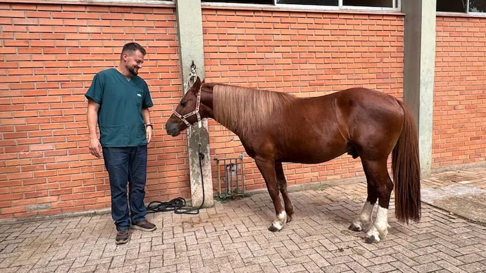 Imagem ilustrativa da imagem Como está o cavalo Caramelo, símbolo das chuvas no Rio Grande do Sul que agora vai ajudar estudantes